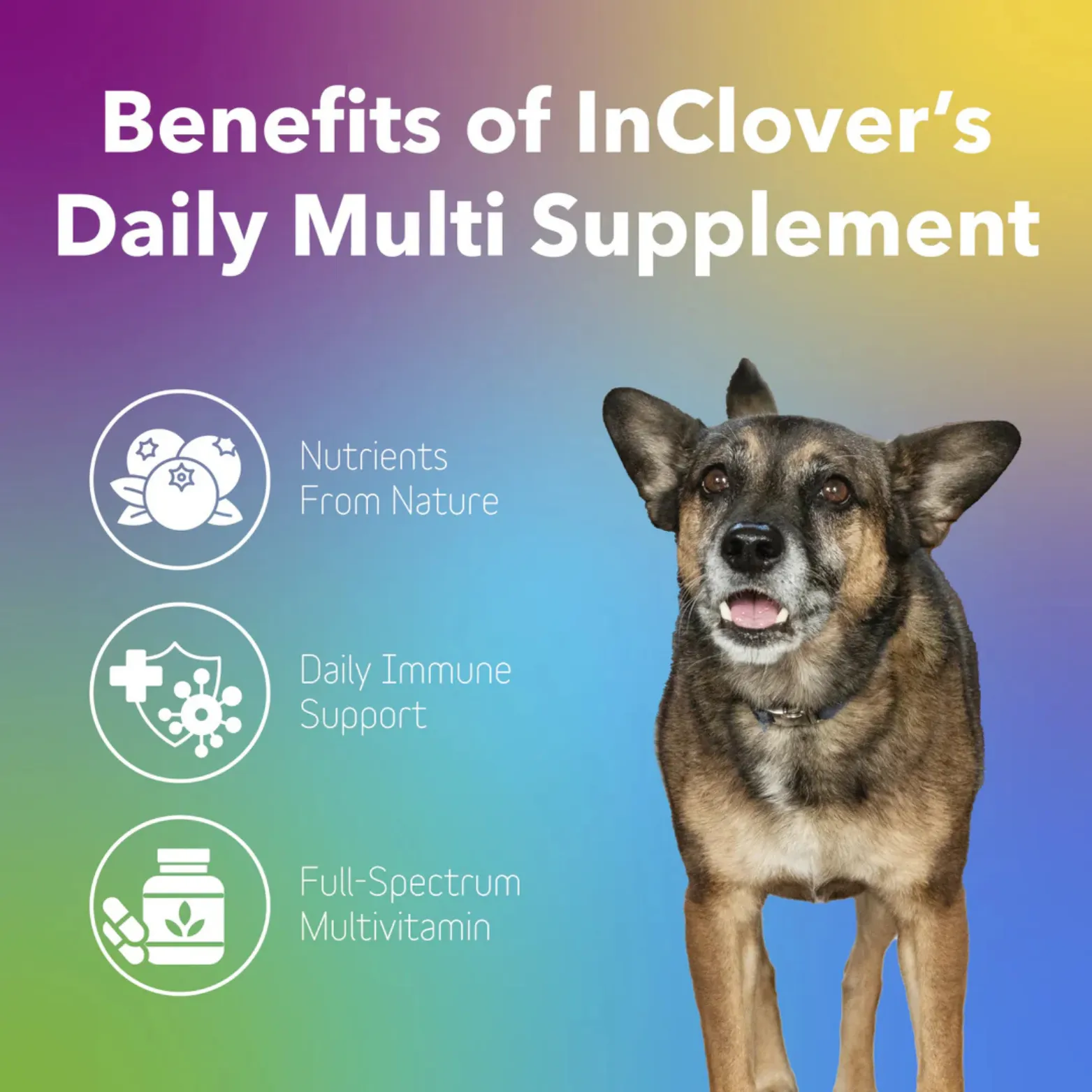 InClover Daily Multi – Multivitamin Supplement for Dogs   Cats