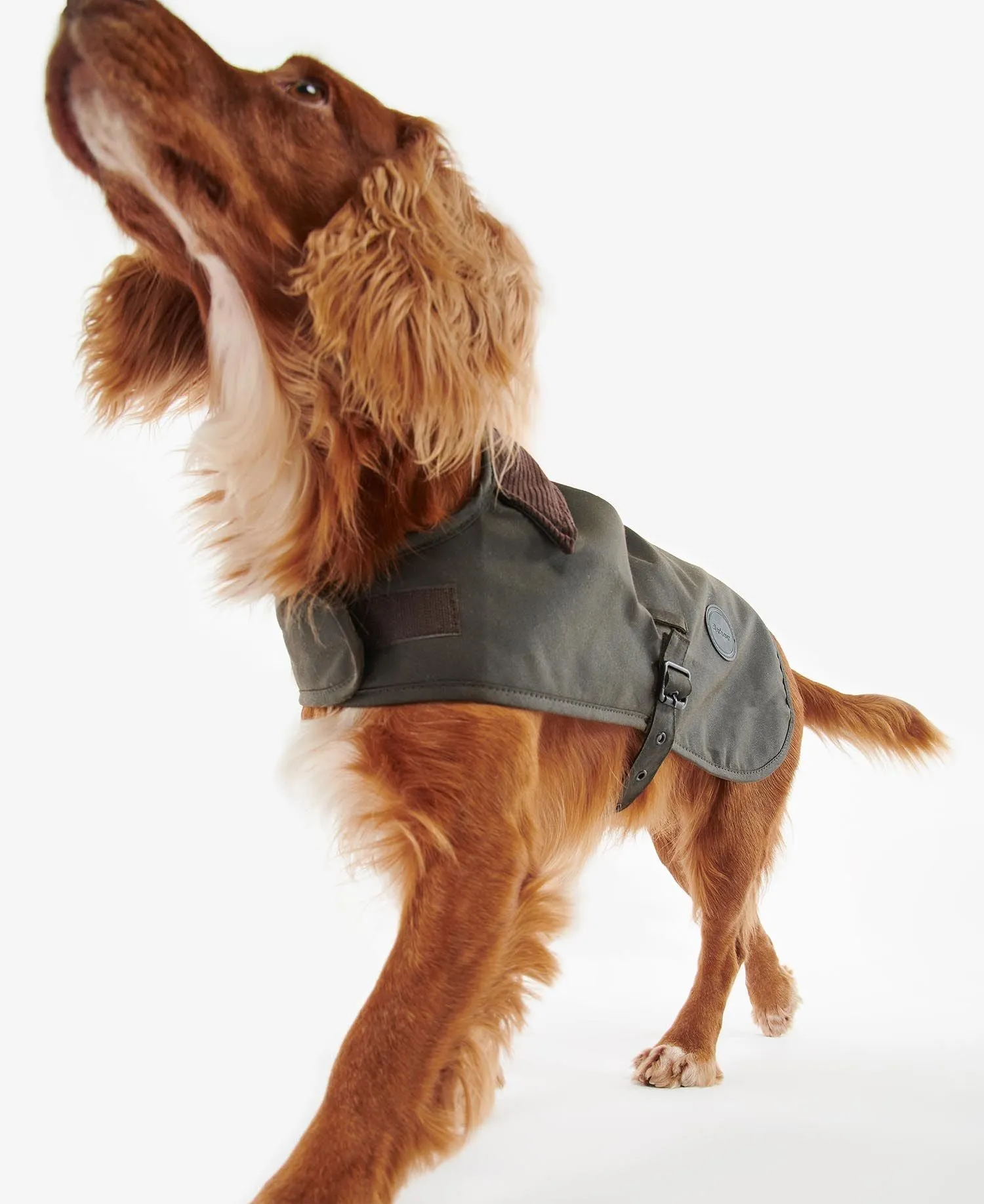 Wax Dog Coat - Olive